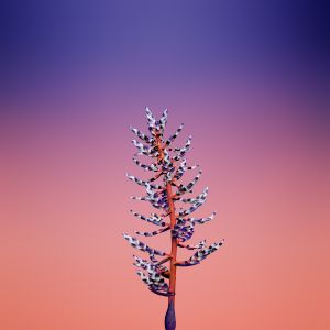 Wallpaper